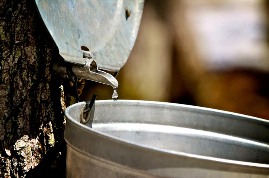 Tapping Into Maple Water: How It's Changing the Beverage Game